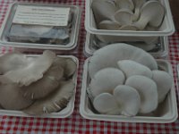DSC 0090
